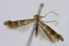 Phyllonorycter iriphanes