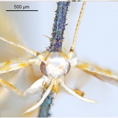 /filer/webapps/moths_gc/media/images/M/maculosa_Cuphodes_PLT6_Head_31-087224_ANIC.jpg
