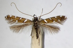 Dialectica imperialella