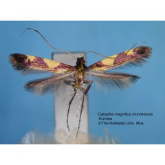 /filer/webapps/moths_gc/media/images/M/moriokensis_Caloptilia_HT_EIHU.jpg