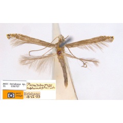 /filer/webapps/moths_gc/media/images/C/cuphomorpha_Metacercops_HT_ANIC.jpg