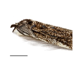 /filer/webapps/moths_gc/media/images/L/leguminivora_Adenogasteria_Davis-et-al_2019.jpg