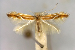 Phyllonorycter suberifoliella