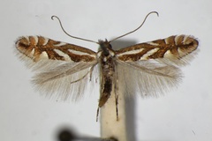 Phyllonorycter blancardella