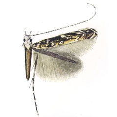 /filer/webapps/moths_gc/media/images/A/aphrocyma_Stomphastis_HT_Vari_1961_Pl9-1.jpg