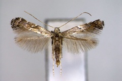 Leucospilapteryx omissella