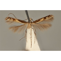 /filer/webapps/moths_gc/media/images/P/poliocephala_Acrocercops_HT_ANIC31-010816_dorsal.jpg