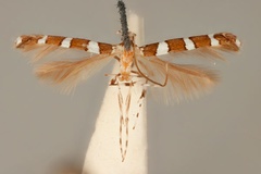 Acrocercops chionosema