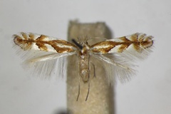 Phyllonorycter barbarella