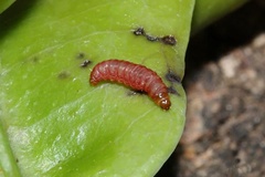 Telamoptilia cordati