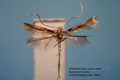 Chrysocercops castanopsidis