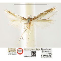 /filer/webapps/moths_gc/media/images/L/leucocyma_Parectopa_HT_BMNH_1407053.jpg