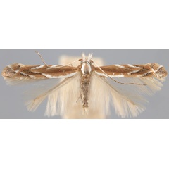 /filer/webapps/moths_gc/media/images/A/arizonella_Cameraria_HT_ANSP.jpg