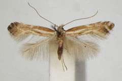 Phyllonorycter cytisella