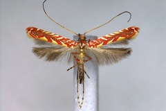 Macarostola polyplaca