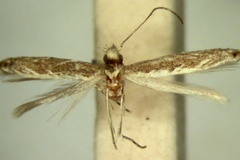 Epicephala haplodoxa