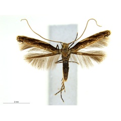 /filer/webapps/moths_gc/media/images/K/kuranda_Liocrobyla_PT1_ANIC.jpg