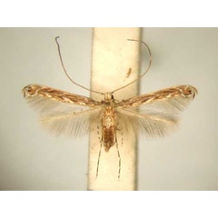 /filer/webapps/moths_gc/media/images/T/treminaStomphastis_PT_TMSA6016.jpg