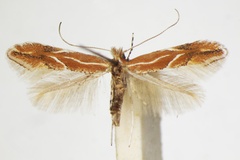 Phyllonorycter corylifoliella