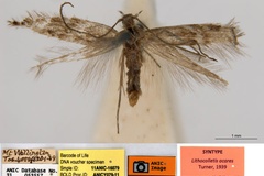 Aristaea acares
