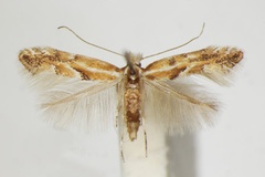 Phyllonorycter juncei