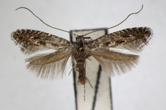 Parornix multimaculata