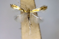 Phyllocnistis hyperbolacma
