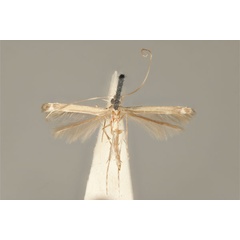 /filer/webapps/moths_gc/media/images/S/spodophylla_Acrocercops_ST_ANIC31-036693_dorsal_SqSOea2.jpg