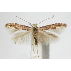 /filer/webapps/moths_gc/media/images/S/sagitella_Phyllonorycter_A_ZSM_2.jpg