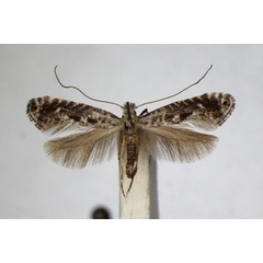 /filer/webapps/moths_gc/media/images/S/scoticella_Parornix_A_ZSM.jpg