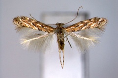Phyllonorycter hikosana