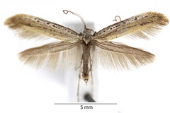 Aspilapteryx tringipennella