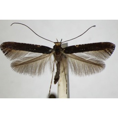 /filer/webapps/moths_gc/media/images/S/semifascia_Caloptilia_ZSM_7.jpg