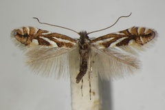 Phyllonorycter blancardella