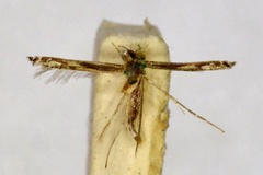 Acrocercops poliocephala