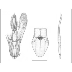 /filer/webapps/moths_gc/media/images/P/pouteriae_Eucosmophora_HT_GM_USNM.jpg