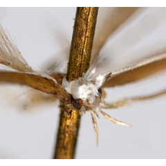 /filer/webapps/moths_gc/media/images/T/tristaniae_Acrocercops_ST3_head_ANIC.jpg