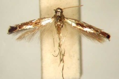 Polysoma lithochrysa