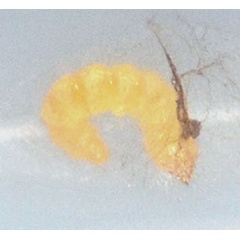 /filer/webapps/moths_gc/media/images/M/malvavisci_Telamoptilia_larva1_Eiseman-etal_2025_703.jpg