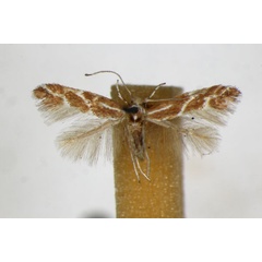 /filer/webapps/moths_gc/media/images/T/triflorella_Phyllonorycter_A_ZSM.jpg