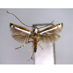 /filer/webapps/moths_gc/media/images/R/regulifera_Ketapangia_A_EIHU.jpg