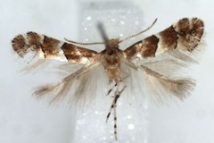 Phyllonorycter gozmanyi