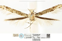 Conopomorpha cyanospila