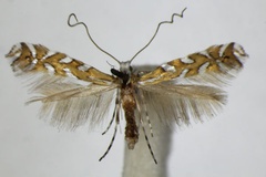 Aristaea pavoniella