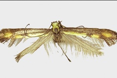 Caloptilia jailensis