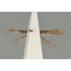 /filer/webapps/moths_gc/media/images/C/clisiophora_Acrocercops_ST_ANIC31-087231_ventral.jpg