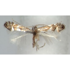 /filer/webapps/moths_gc/media/images/K/kamijoi_Phyllonorycter_A_WJDP.jpg