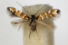 Phyllonorycter schreberella