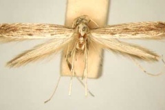 Pleiomorpha symmetra