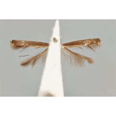 /filer/webapps/moths_gc/media/images/F/fluorescens_nereis_Acrocercops_ST_ANIC31-087239_ventral.jpg
